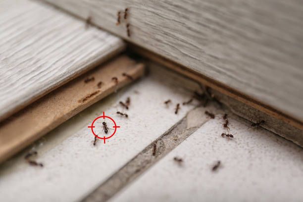 Trusted North Puyallup, WA Pest Control Experts